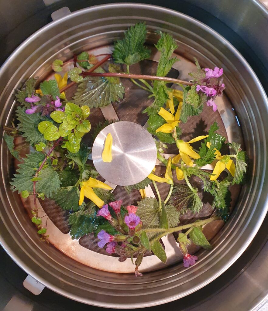 ziołowa herbatka Gabrysi