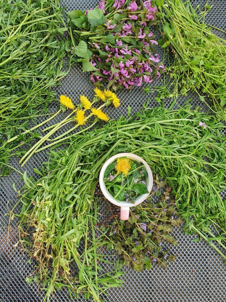 ziołowa herbatka Gabrysi