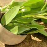 sage, herbs, culinary herbs, healthy, tea herbs, health, herbal plant, garden plant, healing, medicinal herbs, nature, aroma, kitchen sage, garden spice plant, real sage, green, herb, leaves, sage, sage, sage, sage, sage