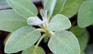 sage, herb, seasoning, plant, nature, sage, sage, sage, sage, sage