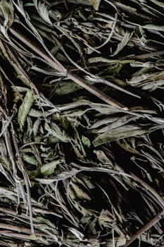 Close-up of dried sage herbs, essential for seasoning and aromatic blends. Ideal for spice collections.