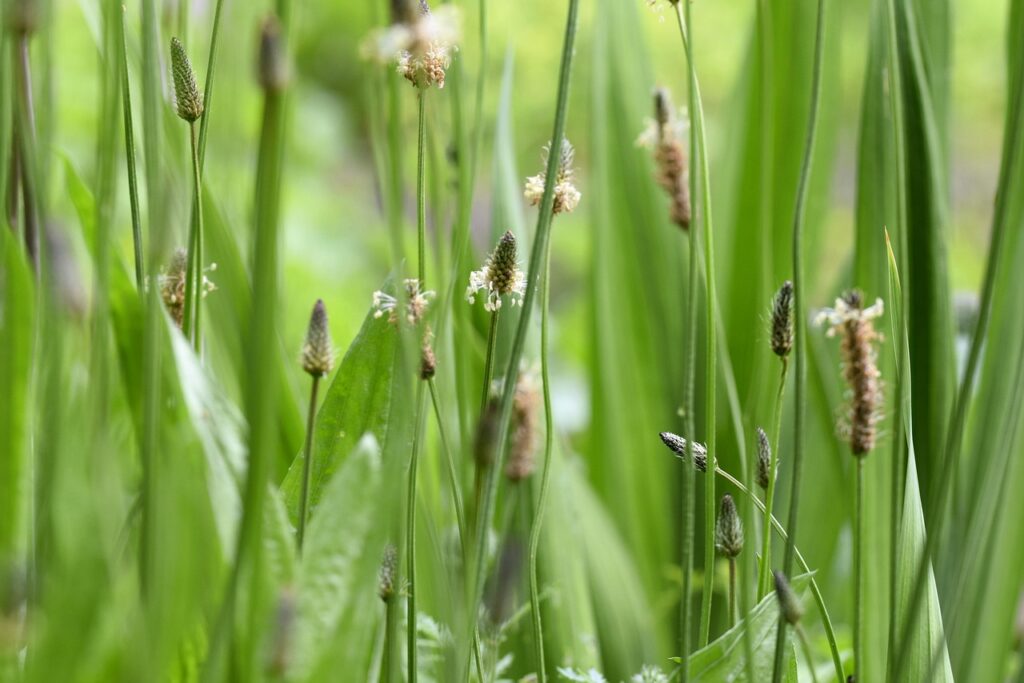grass, plantain, meadow, nature, leaves, spring, plantain, plantain, plantain, plantain, plantain