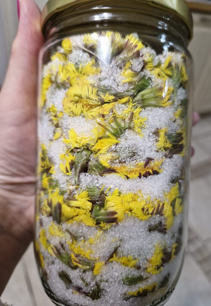 słoik z żółtymi kwiatkami podbiału zasypanymi cukrem.