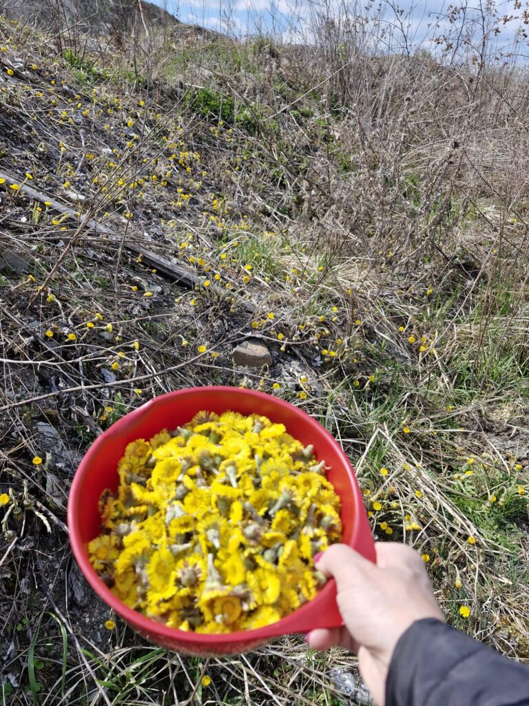 pole z suchymi krzakami, a na ich tle widać rękę trzymającą czerwoną ę z miskę z żółtymi kwiatkami podbiału