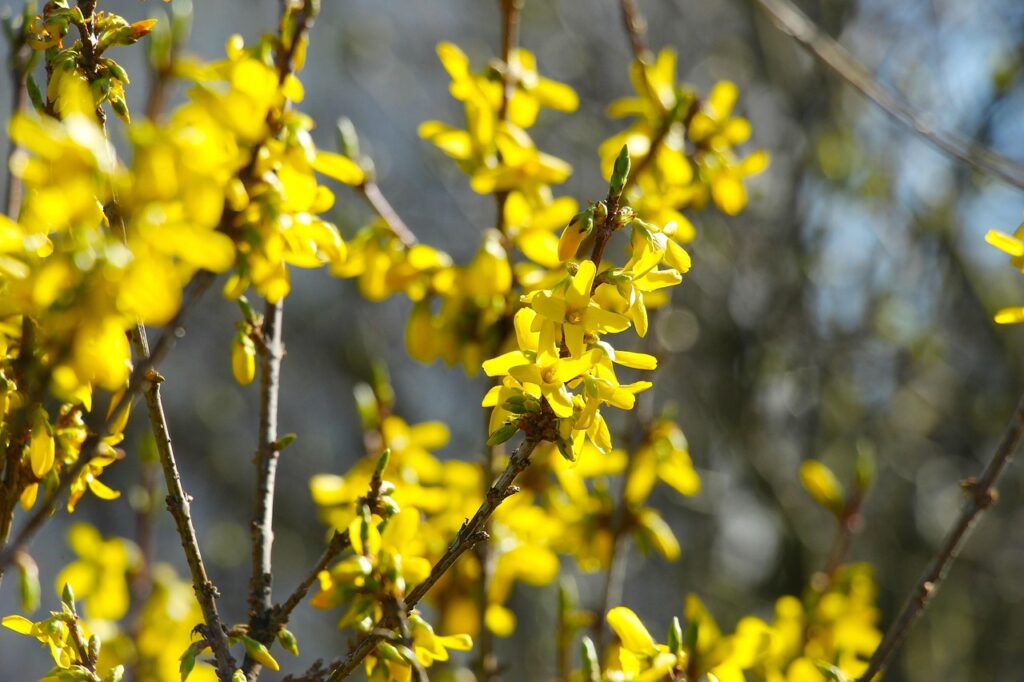 forsythia, flowers, beautiful flowers, yellow flowers, nature, flower background, spring, flower wallpaper, forsythia, forsythia, forsythia, forsythia, forsythia