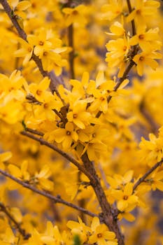 Bright yellow forsythia flowers in full bloom on branches, capturing the essence of spring.