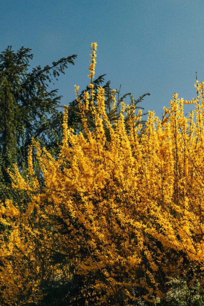 Free stock photo of agriculture, bloom, blossoming