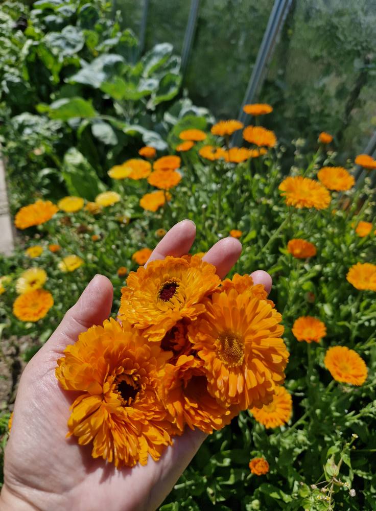 kawity z pomarańczowymi główkami, a na ich tle dłoń, na której trzy główki tych pomarańczowych kwiatków