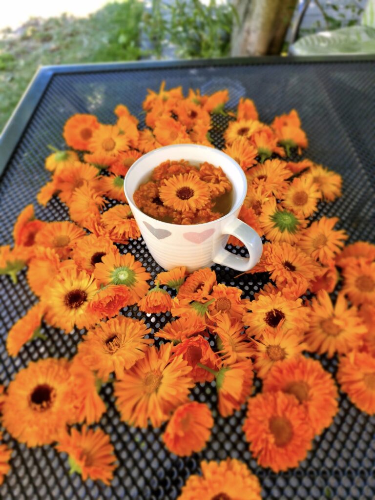 pomarańczowe główki kwiatków, po środku nich filiżanka z kwiatkiem w środku